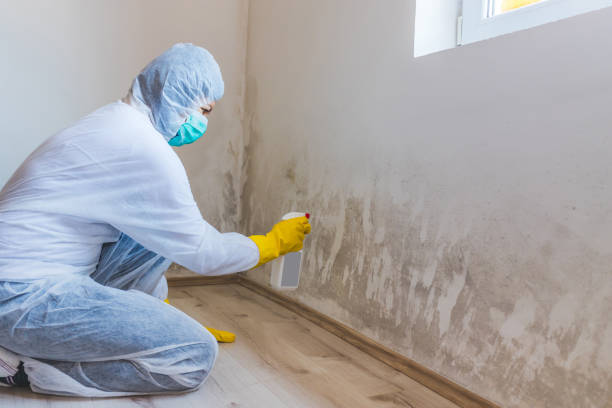 Licensed Mold Cleanup service in Chincoteague Island, VA - WQB Mold Removal