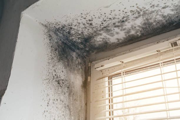 Affordable Mold Cleanup solutions in Chincoteague Island, VA